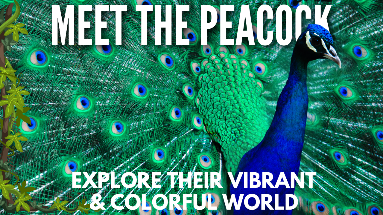 Discover the Majestic Beauty of the Colorful and Beautiful Peacock!