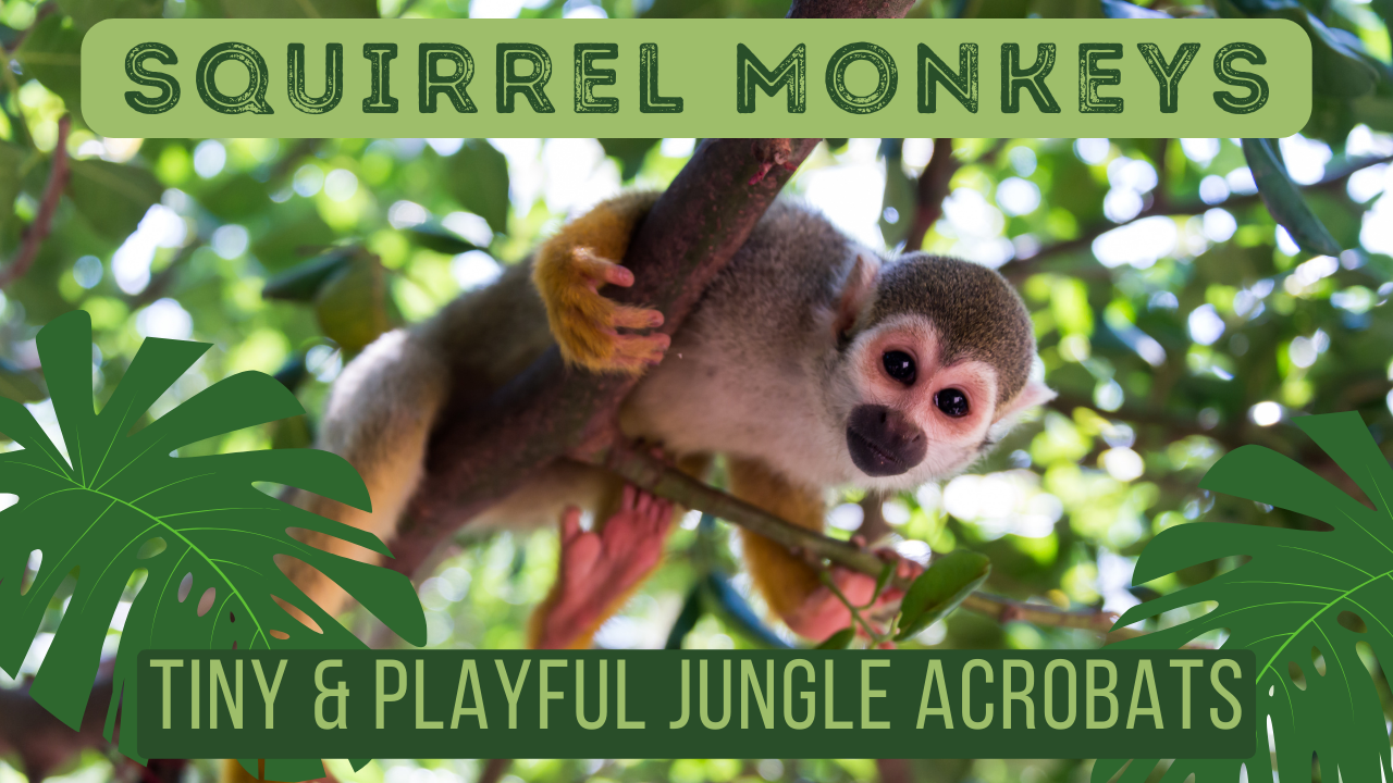 Swinging Through the Jungle: Discovering the Joy of Squirrel Monkeys