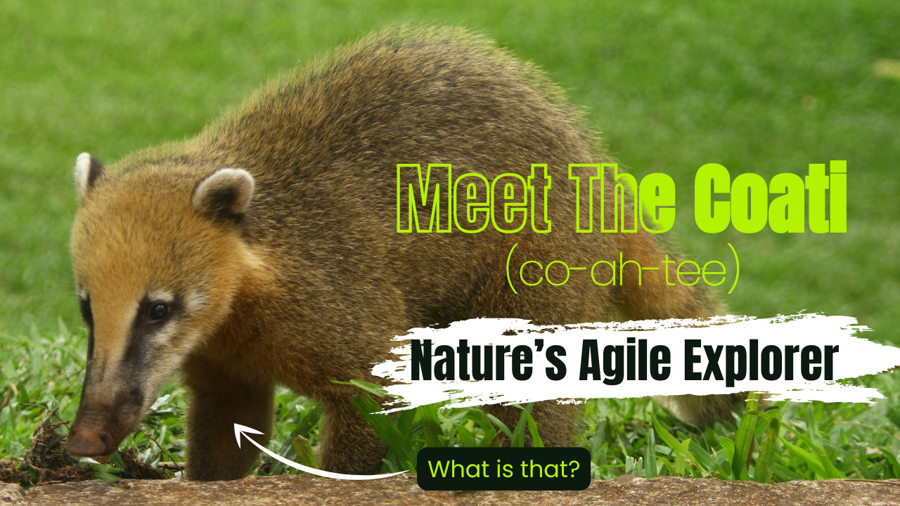 Discover the Curious Coati: Nature’s Agile Explorer