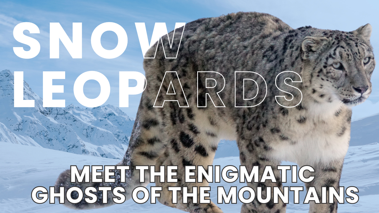 Meet the mysterious Ghosts of the Mountain: Snow Leopards