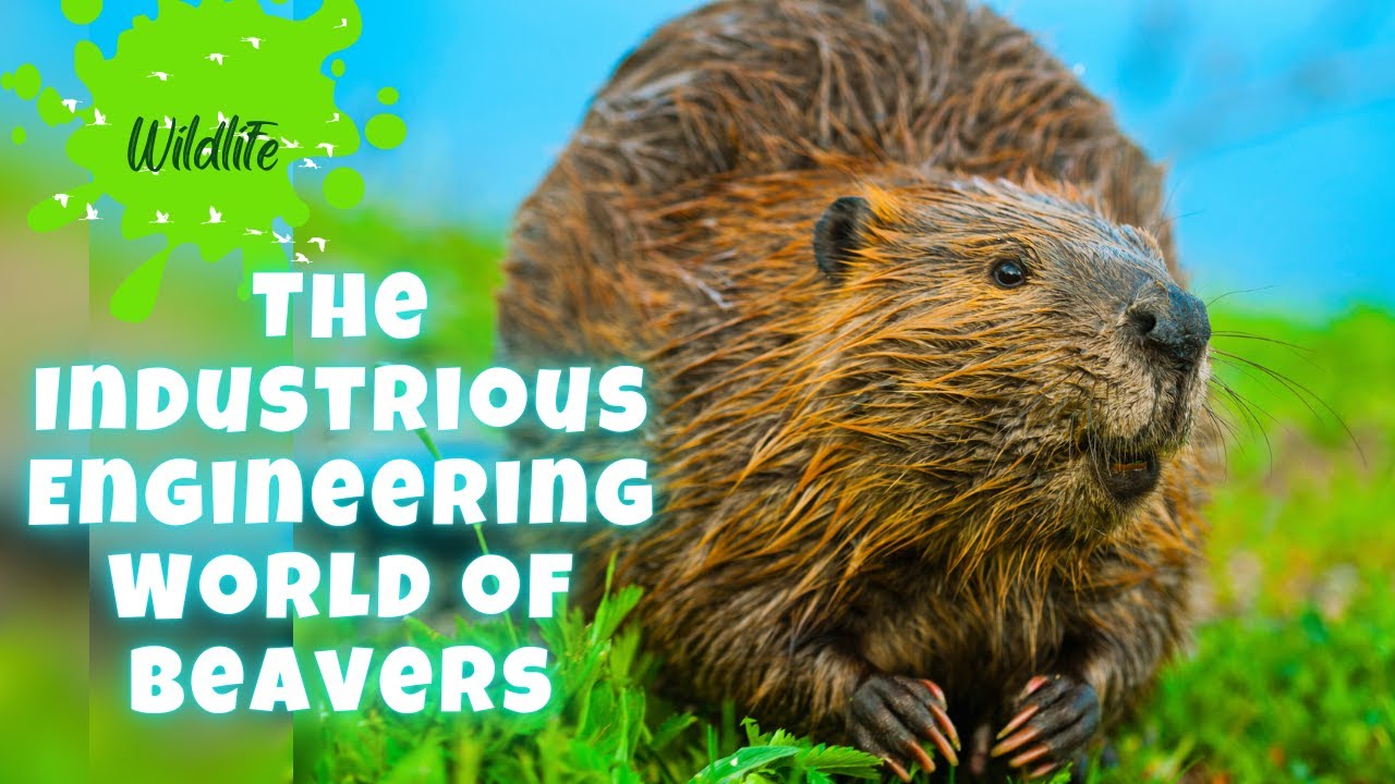 Beavers: Nature’s Ingenious Architects