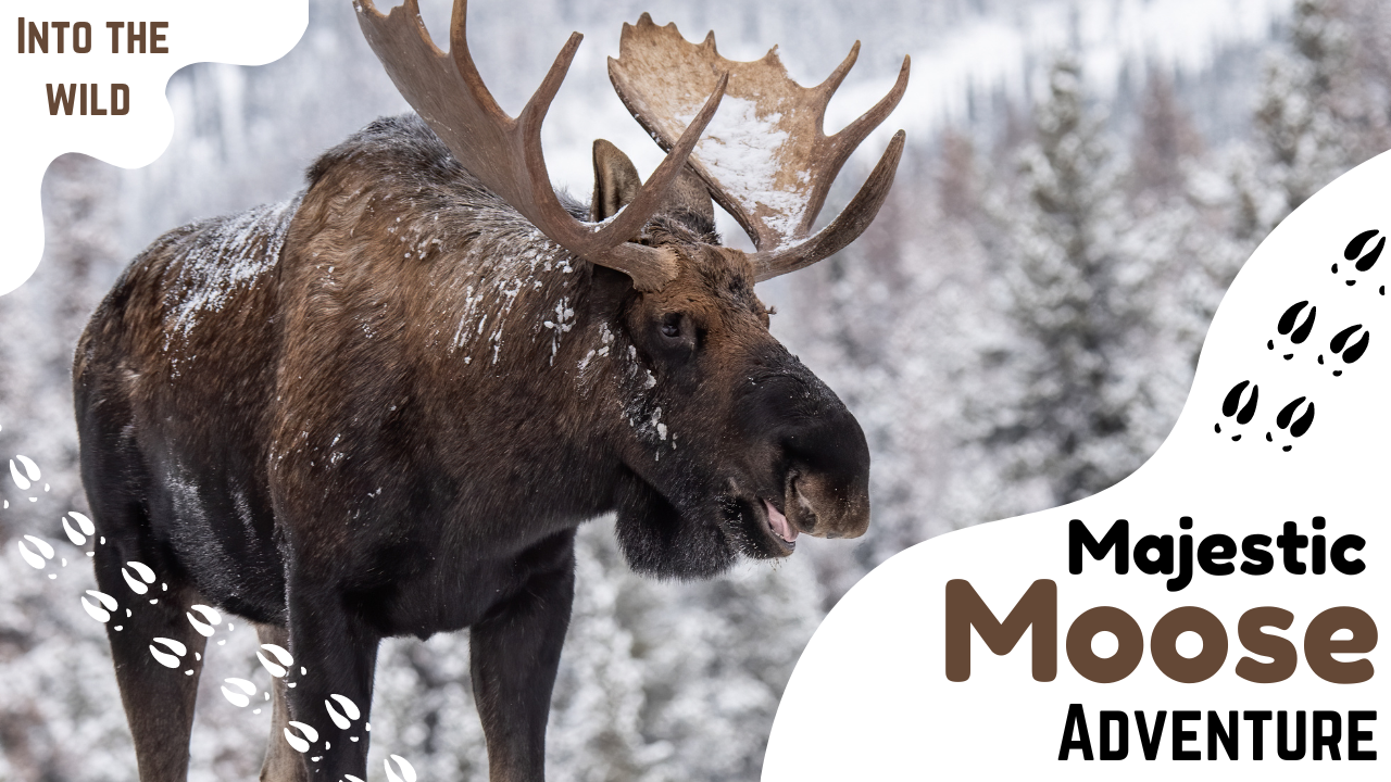 Majestic Moose: Exploring the Gentle Giants of the Wilderness