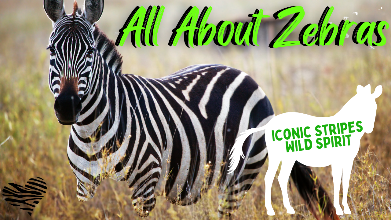 Zebras: Nature’s Iconic Striped Equid and Their Fascinating World