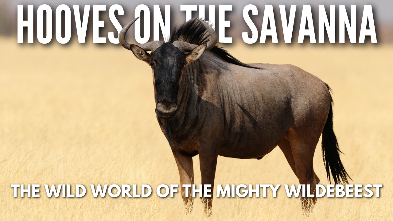 Wild and Free: The Mighty Wildebeest of Africa