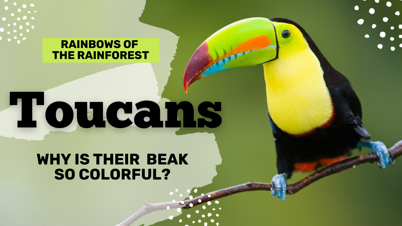 Colorful Toucans: Rainforest’s Rainbow-Beaked Beauties!