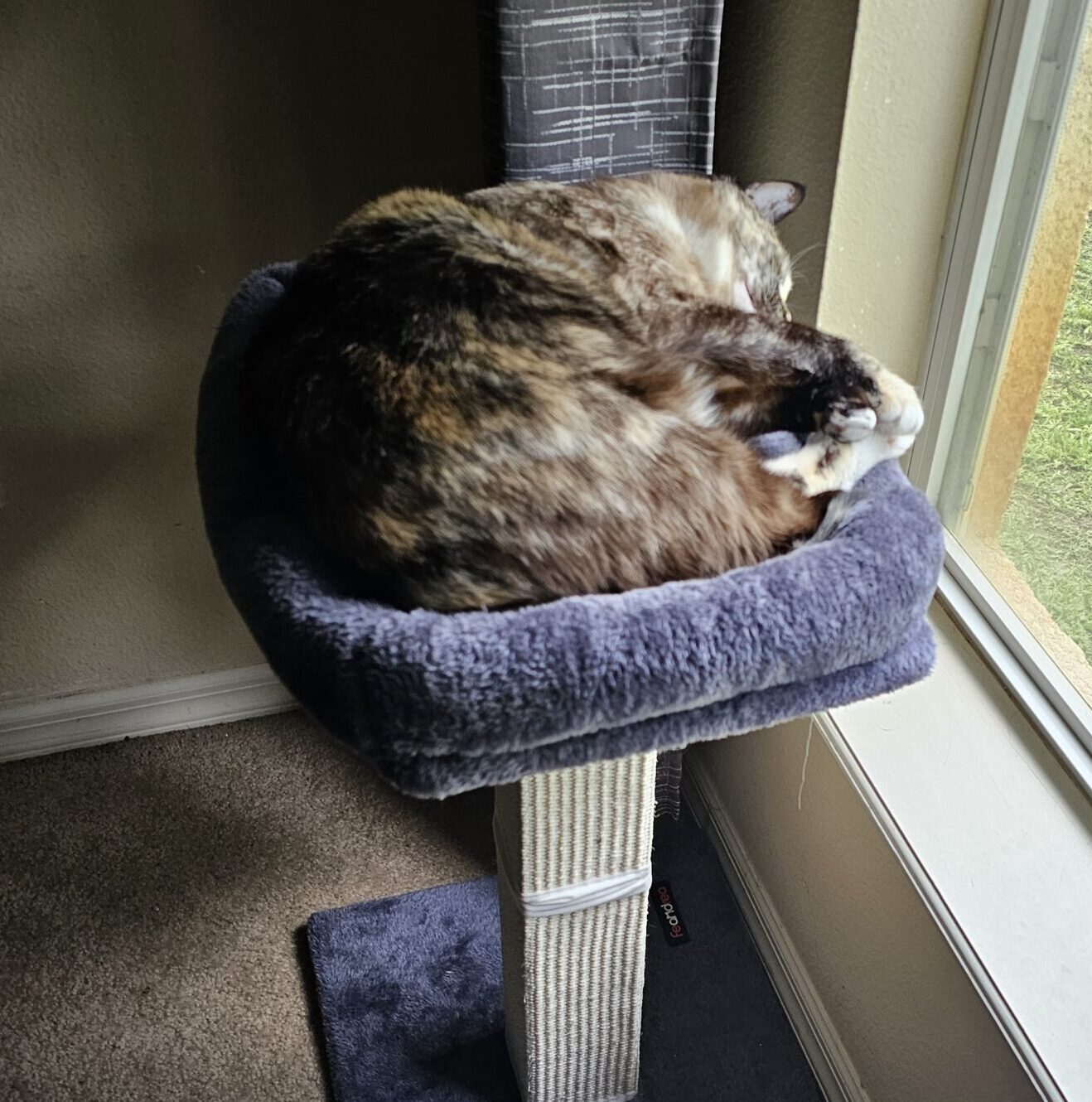 Essentials for Cats and Dogs:
Cozy Beds, Towers and Scratchers