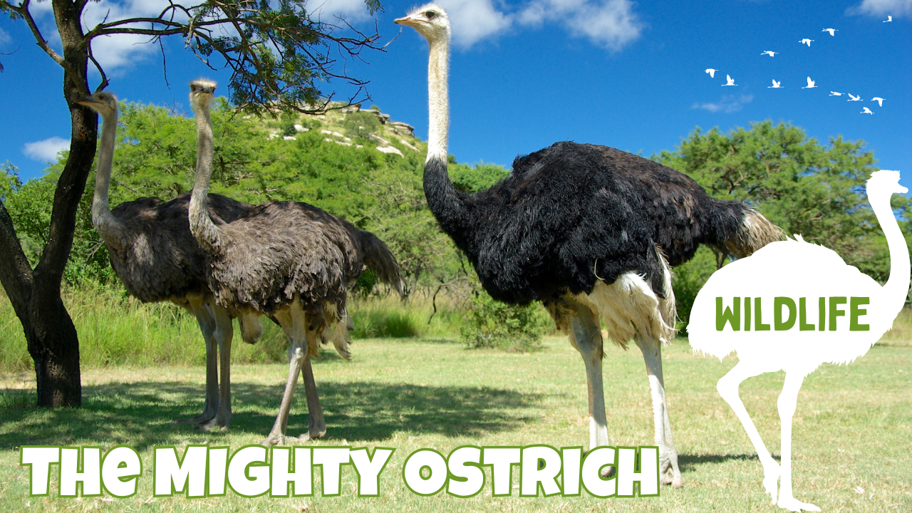 The Incredible Ostrich: Speed, Strength, and Survival